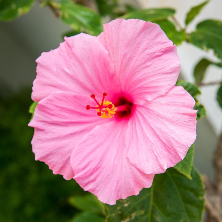 Shore Haven Resort Inn Lauderdale-by-the-Sea Bagian luar foto